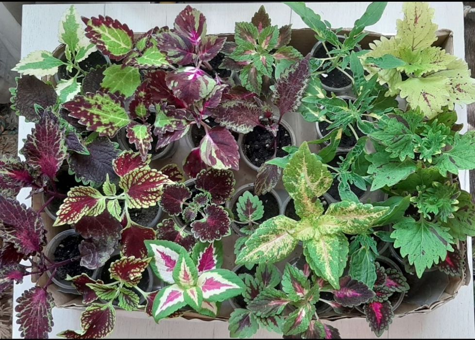 Колеус (свіжий зріз)