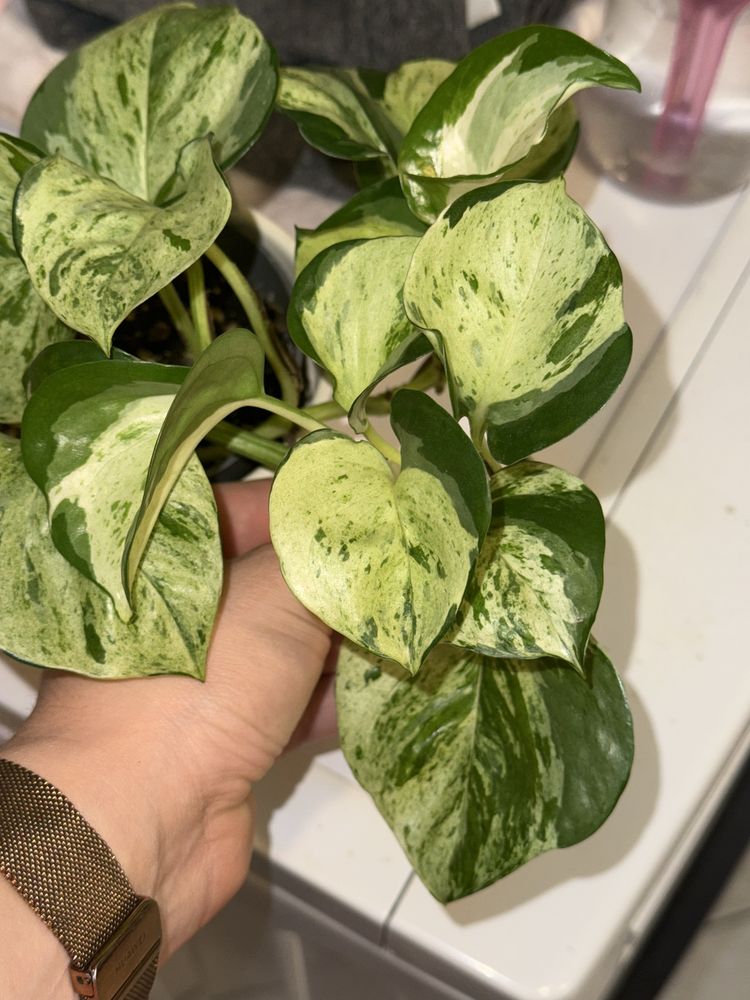 Epipremnum happy leaf sadzonka