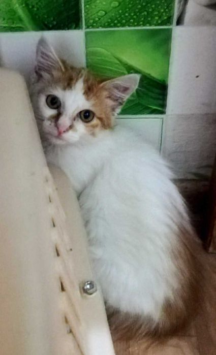 Чудесный котенок 4,5 мес ищет дом