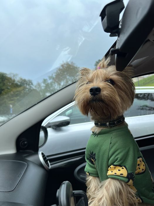 Йорк для в'язки злучка вязка йоркшинський терʼєр