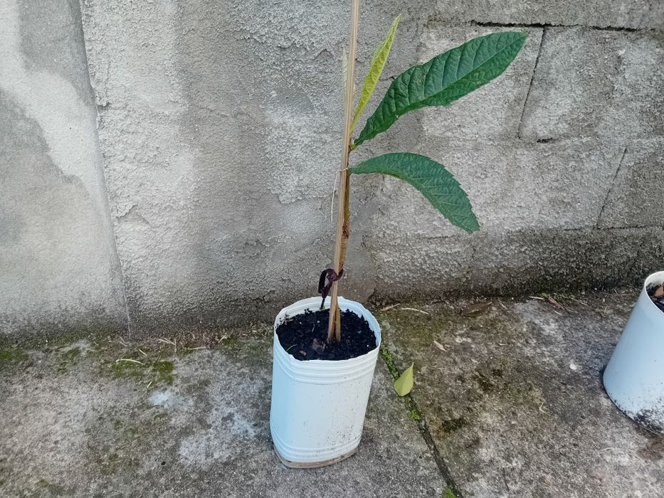 Nespereira Maganoeiro