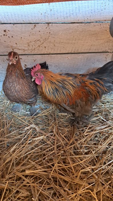 Kogut i kurka Kochin Miniaturowy Łapciaty