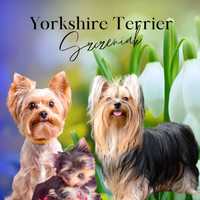 York shire terrier