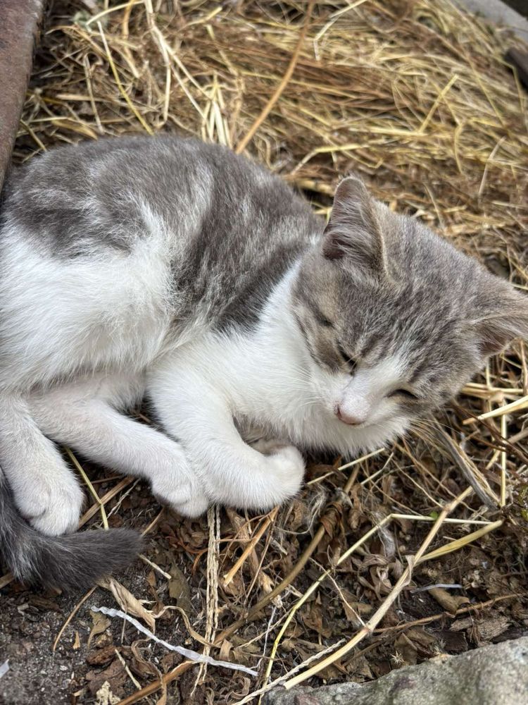 Отдам бесплатно котят