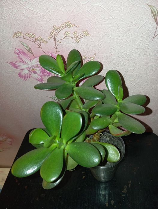 Кімнатні рослини