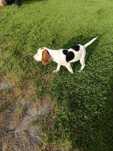 Szczeniak Beagle unikatowy biały!