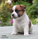 Jack Russell Terrier - piesek z rodowodem ZKwP/FCI
