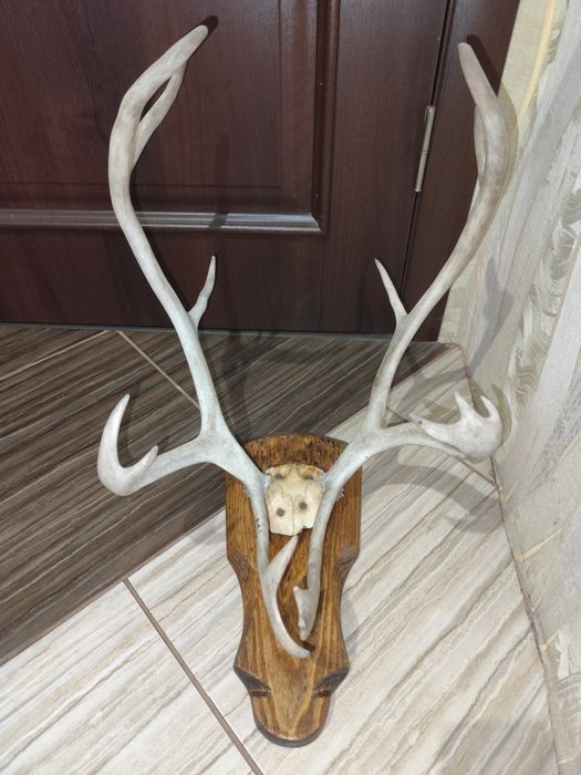 Настінні роги оленя
