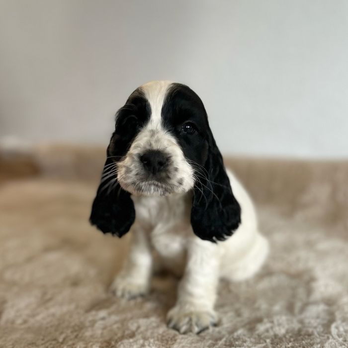 Cocker spaniel angielski