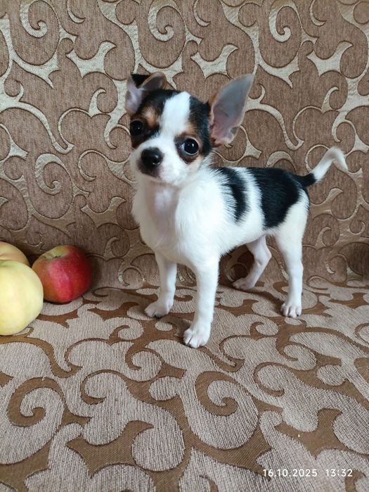 Девочка триколор