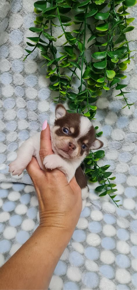 Estupendo Chihuahua de Qualidade. Linhagem Russa