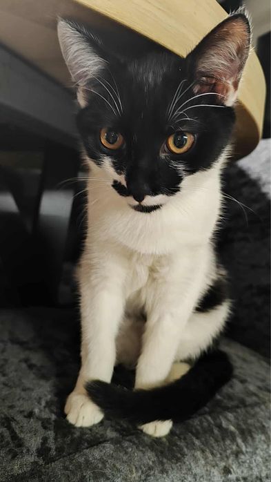 Orlik i Czajka do adopcji!