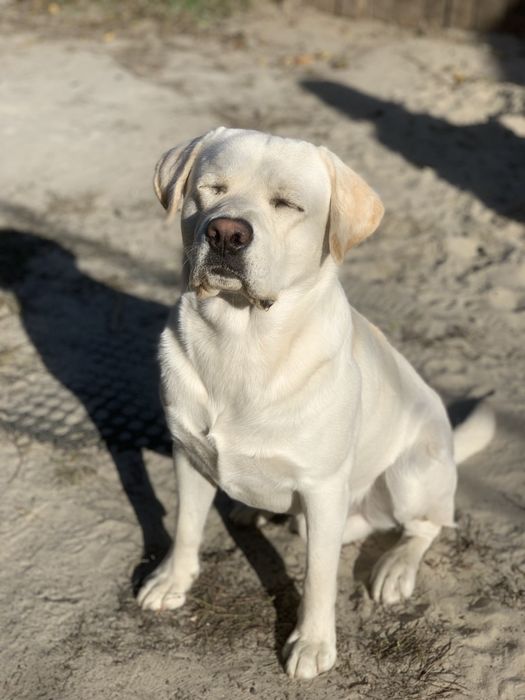 Вязка.Лабрадор 3 года с документами.