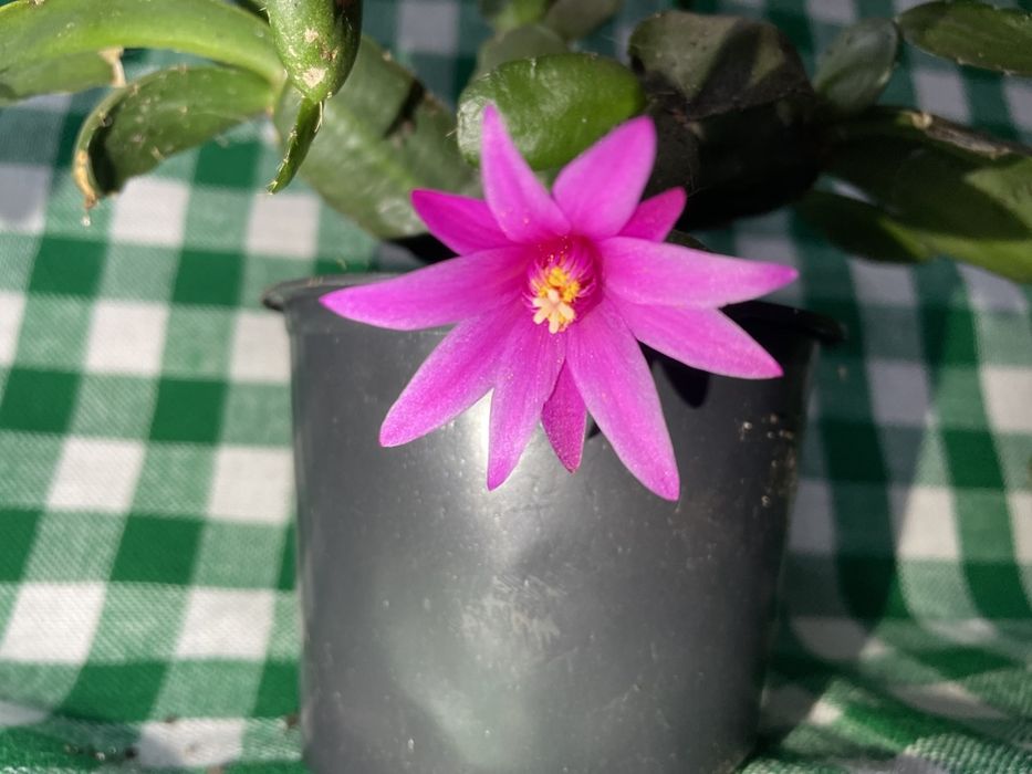 Продам рождественник (шлюмбергера)