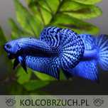 Bojownik alien - odmiana NIEBIESKA - PARA - 2 sztuki - BETTA - RARYTAS