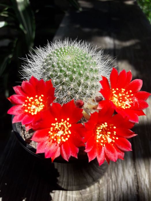 Кактус ребуция RED