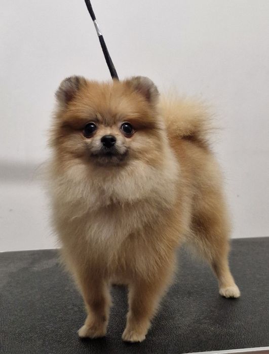 Pomeranian 100%. Orange