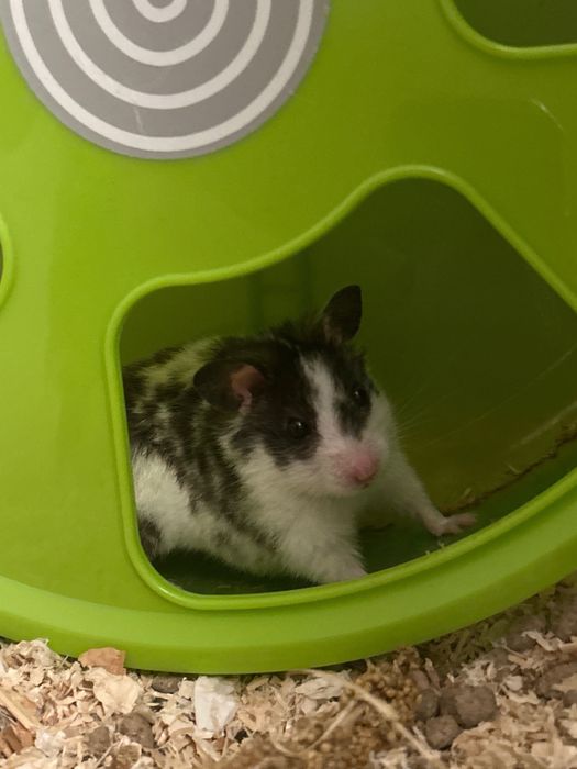 sprzedam chomika wraz z akwarium