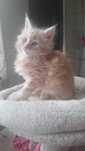 Kotki Maine coon