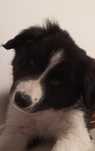 Border collie  FCI chłopiec czarno biały FCI zkwp
