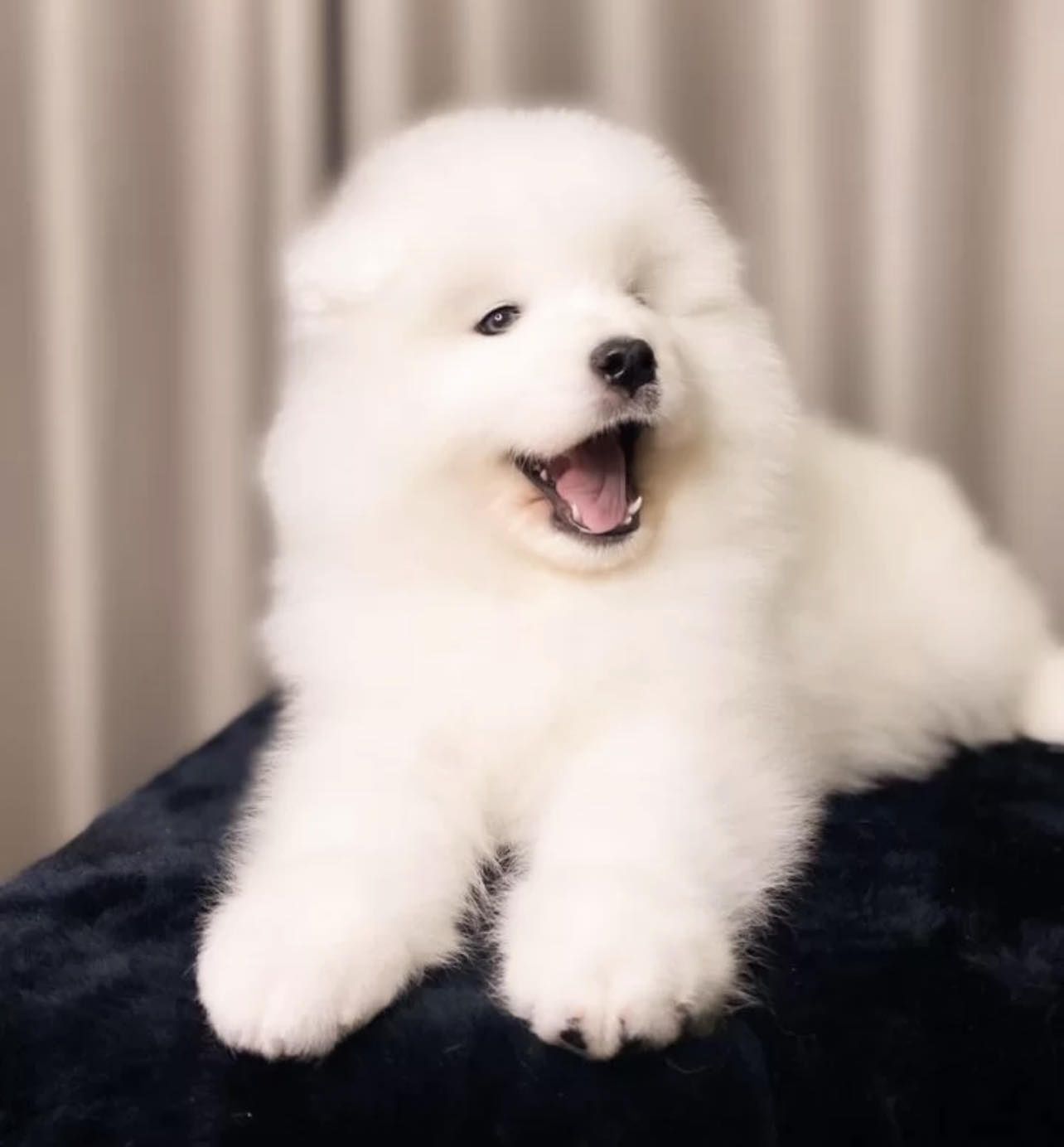 Samojed samoyed biały