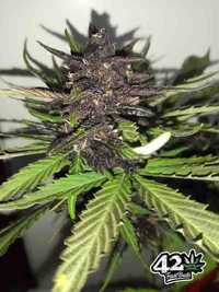 3 szt. Oryginalne opakowanie nasiona marihuany C4 Auto / Fast Buds
