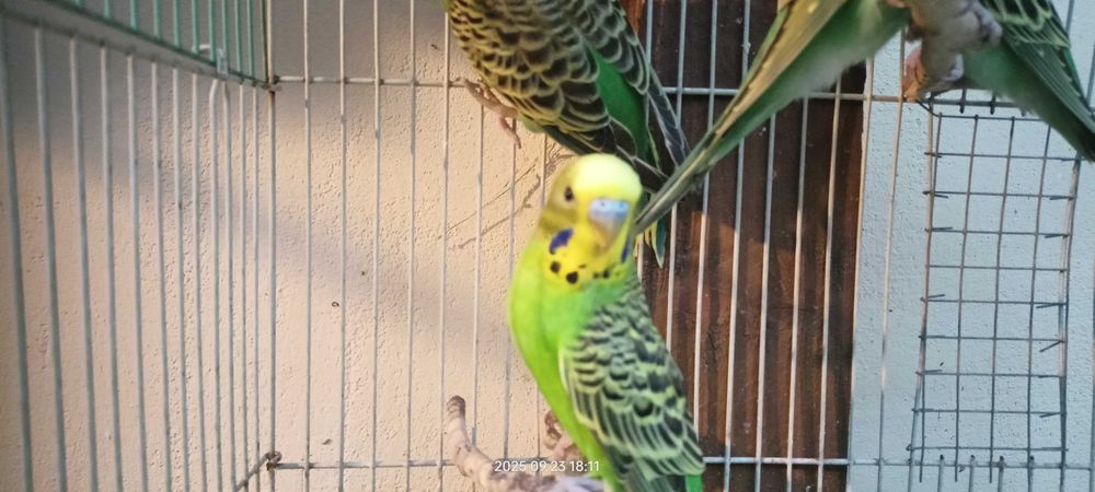 Papużki faliste młode