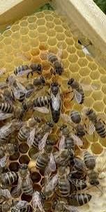 Плідні матки Карпатка