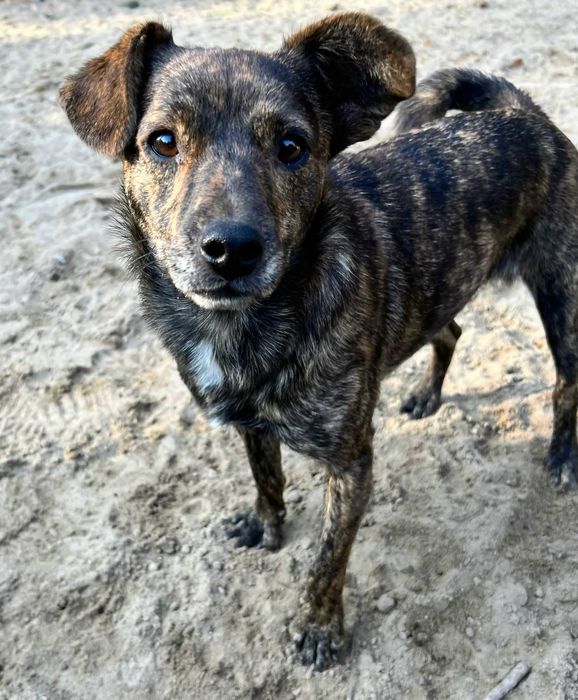 Cukierek mały piesek szuka domu