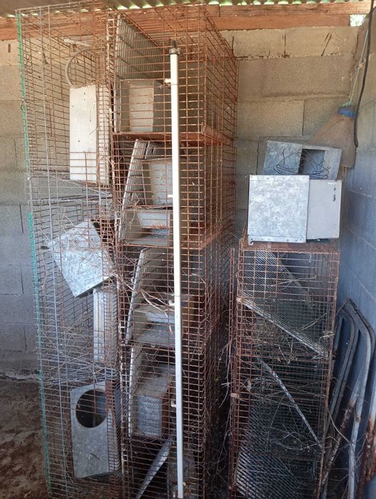 Jaulas criação Coelho