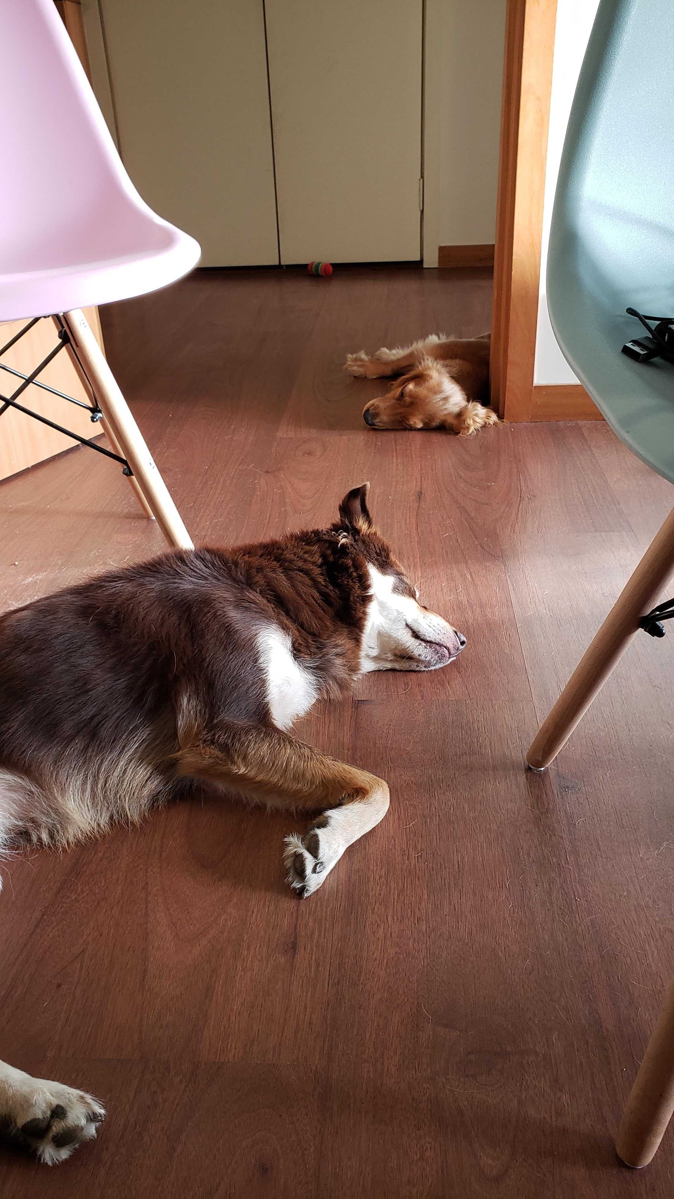 Hospedagem e pet sitting para cães pequenos, médios e grandes