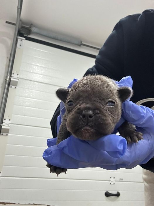 Bulldog Francês Exótico