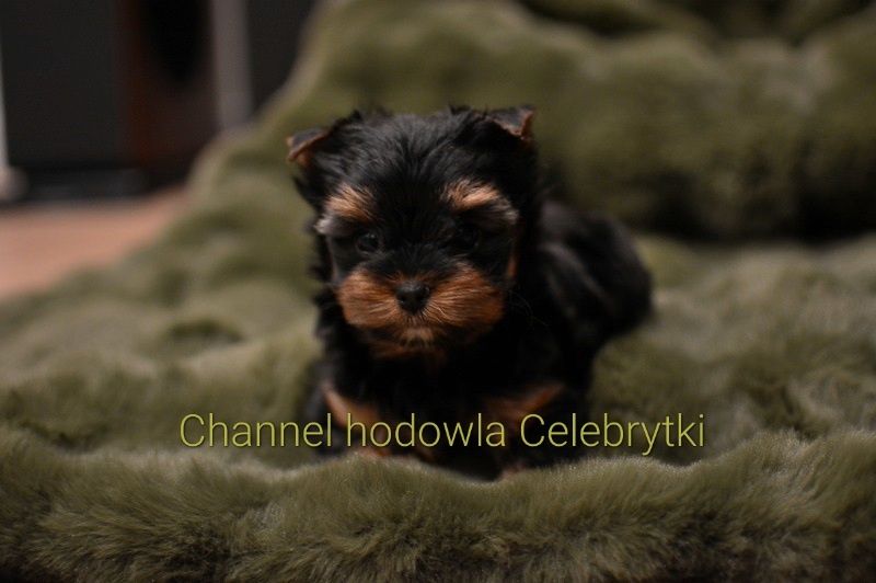 Yorkshire terrier sunia mini