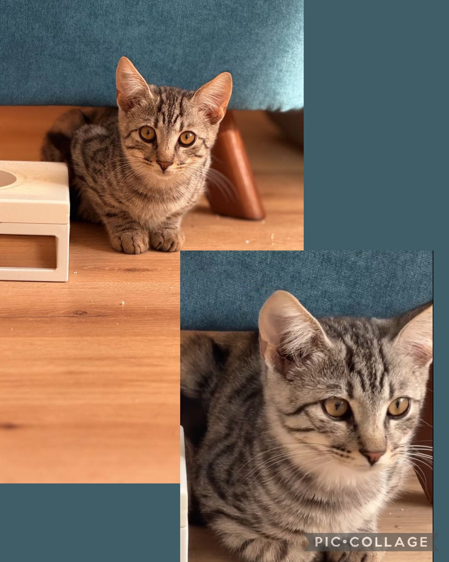 Кошеня хлопчик. Тигровий. Таббі