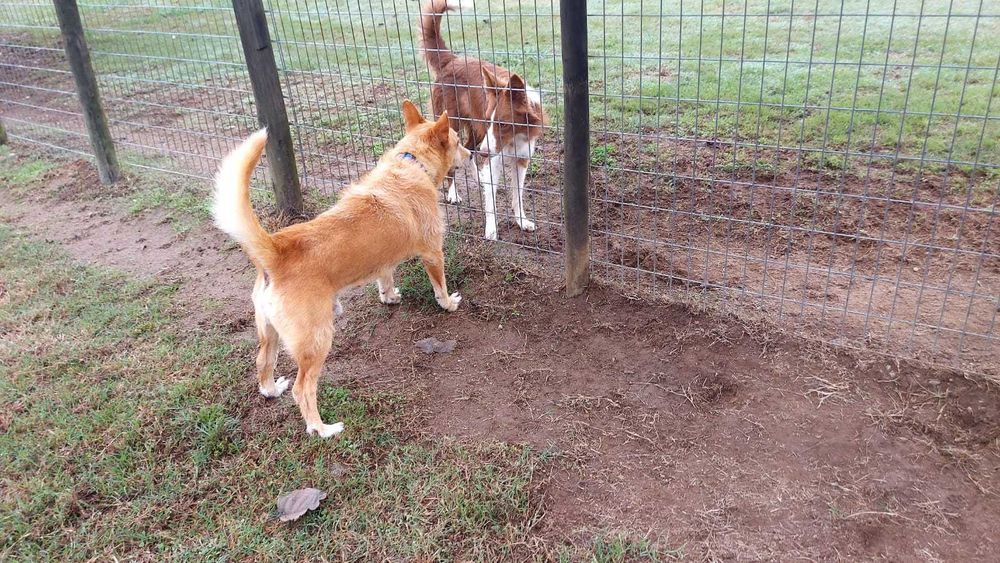 Deco para adoção responsável