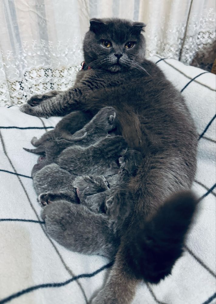 Шотландські кошенята/Scottish cats/Scottish fold/straight