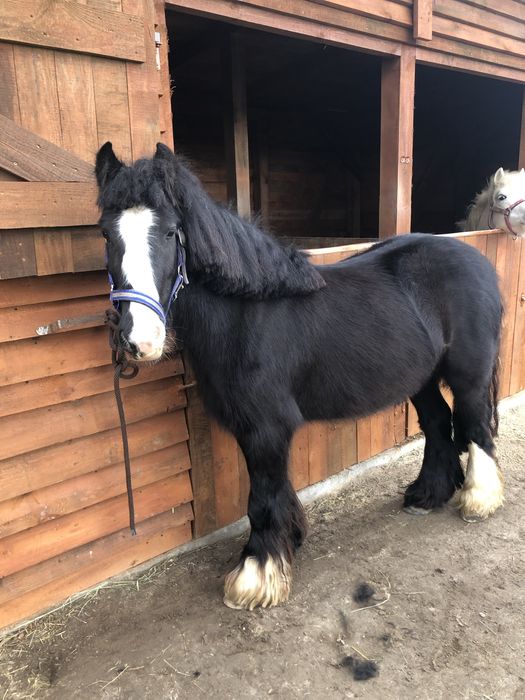 Klacz Tinker zajeżdzona