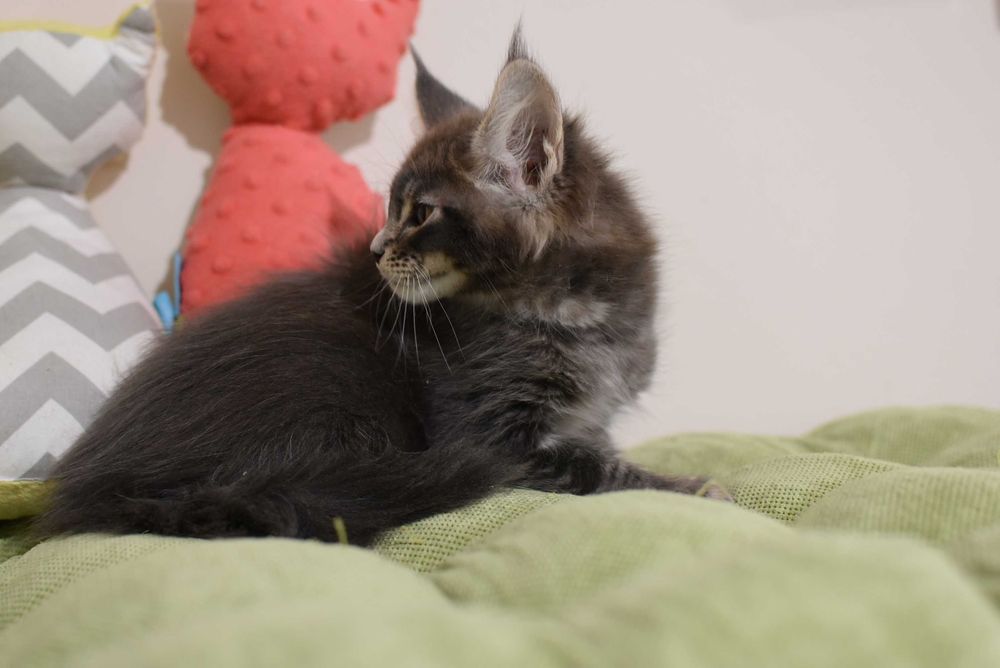 Мейн-кун кошенята від батька чемпіона України