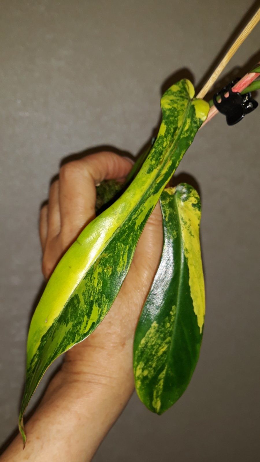 Philodendron Joepii var.