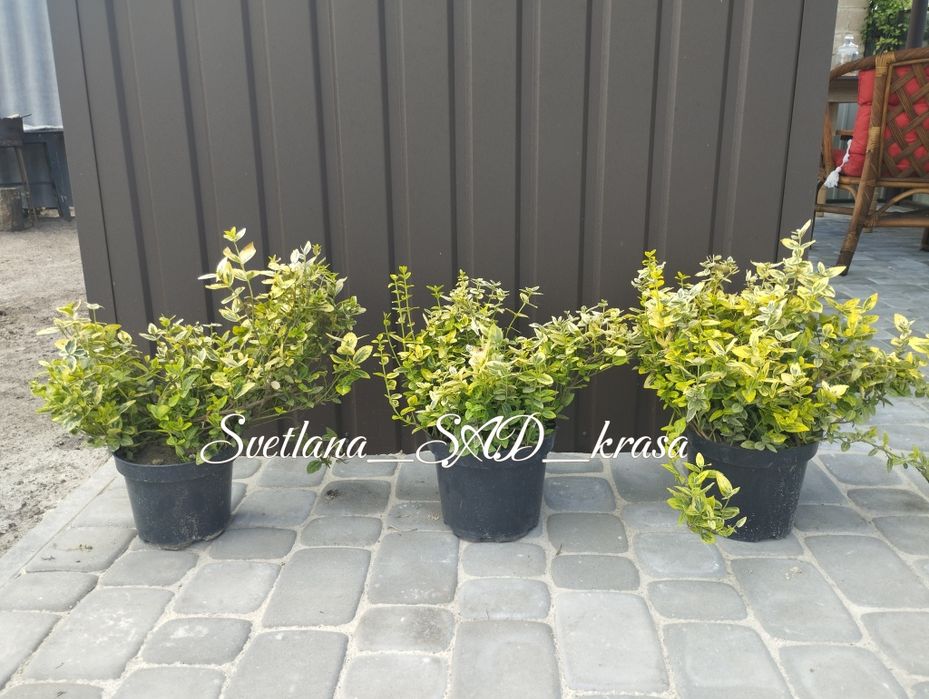 Бересклет форчуна, Бруслина бересклет форчуна жовтий Емеральд голд