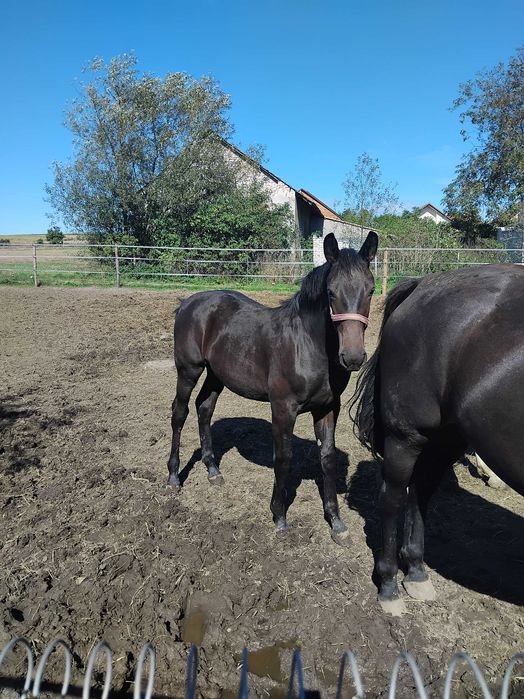 Klacz ślaska źrebica ksiega główna
