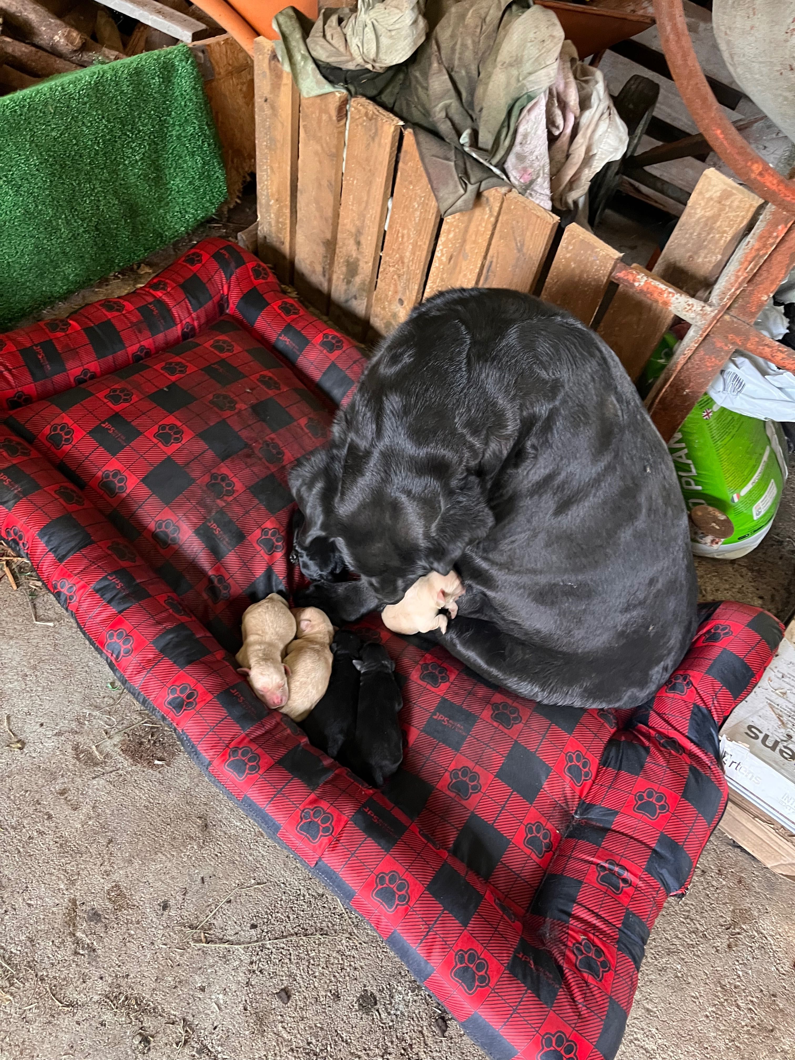 Labradores puppies