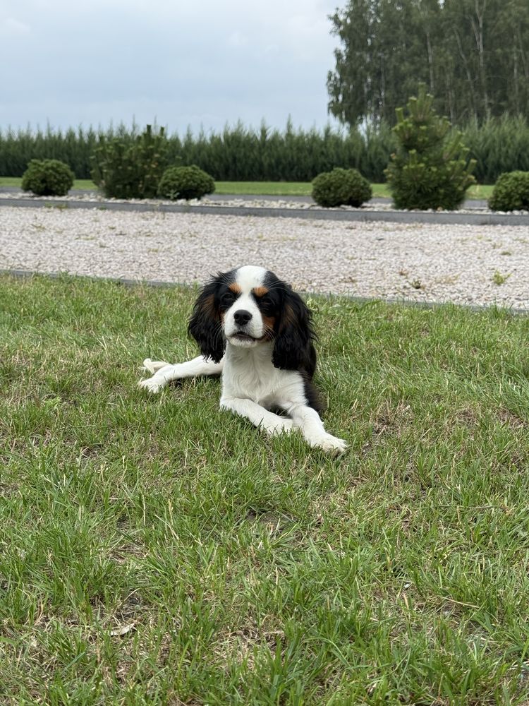 Cavalier King Chrles Spaniel