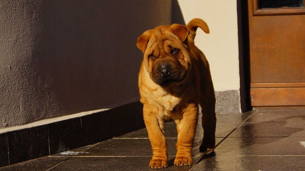 Eter, rudy szczeniak Shar Pei,rodowód, do odbioru