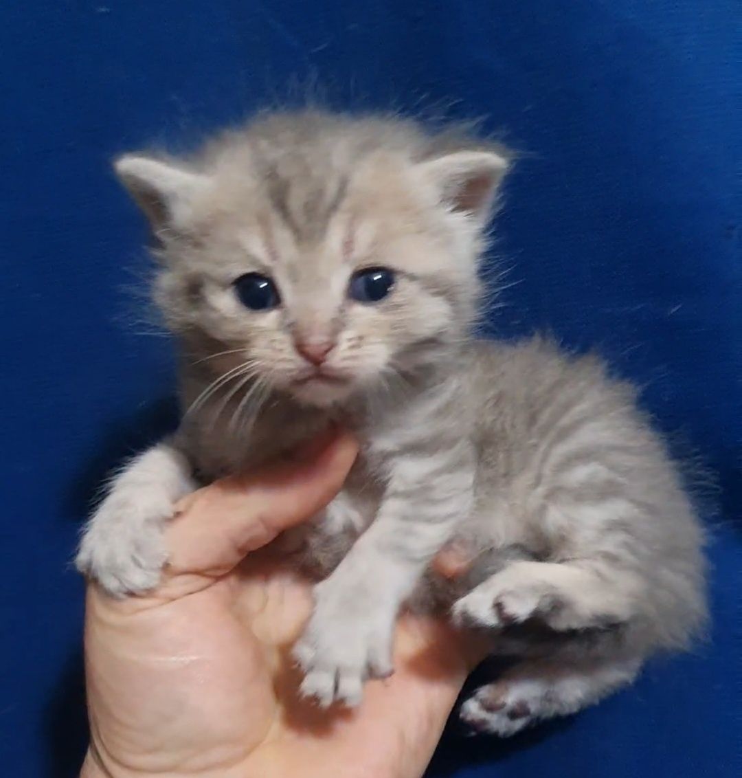 Котик  сладкий шотландец