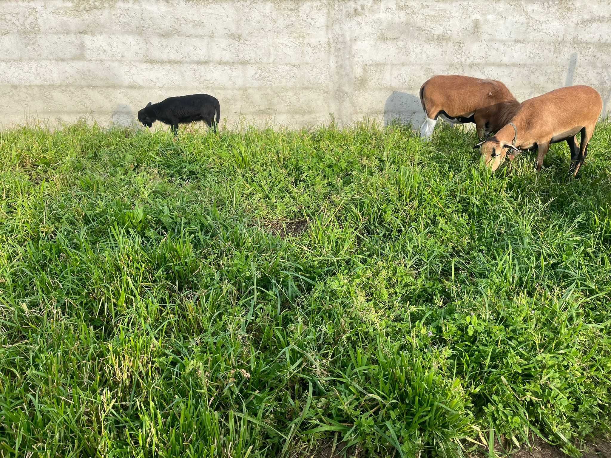 Muflões/ovelhas dos camarões