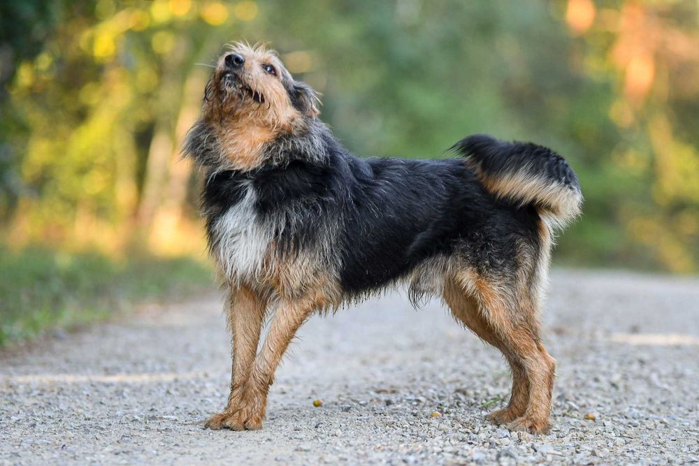 RAZER - żywiołowy, terierkowy, idealny dla aktywnych