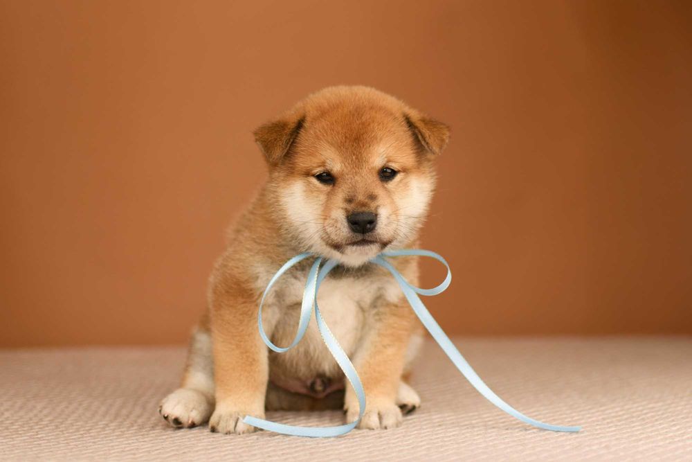 Безумно красивый мальчик сиба ину (shiba inu)