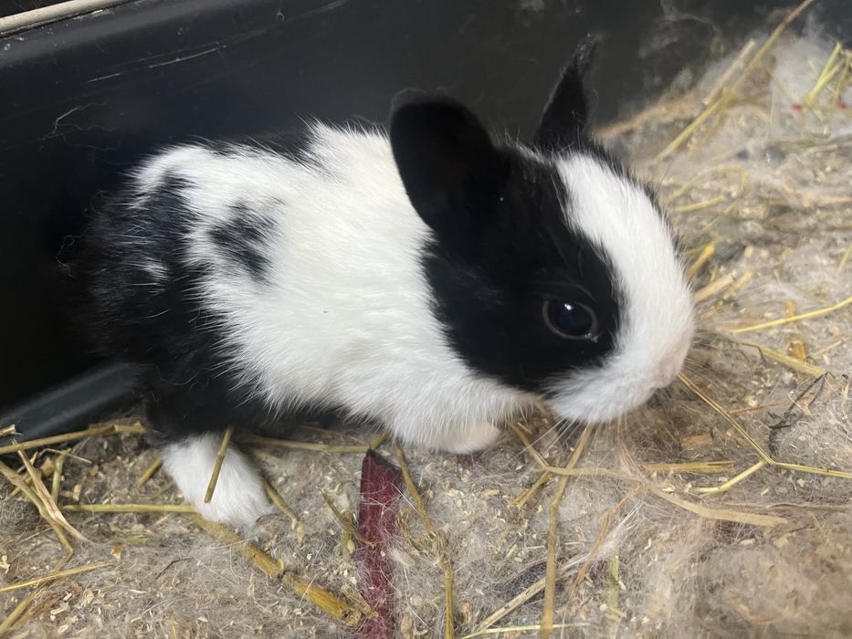 Sprzedam piekne bialo czarne mini kroliczki