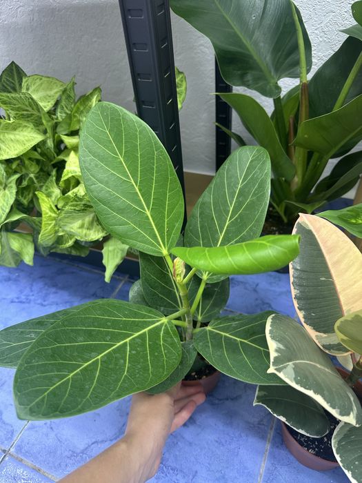 Кімнатні квіти Рослини